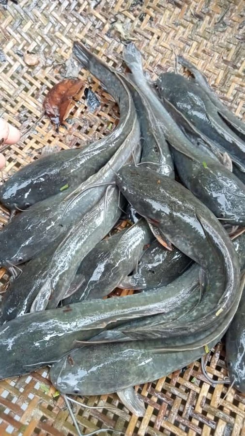 Ikan Lele Segar